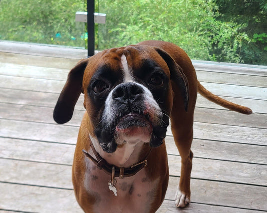 Adopting vs. Buying a Dog: Making the Right Choice for You