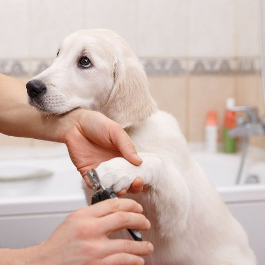 The Pawsitive Impact of Keeping Your Dog's Nails Trimmed
