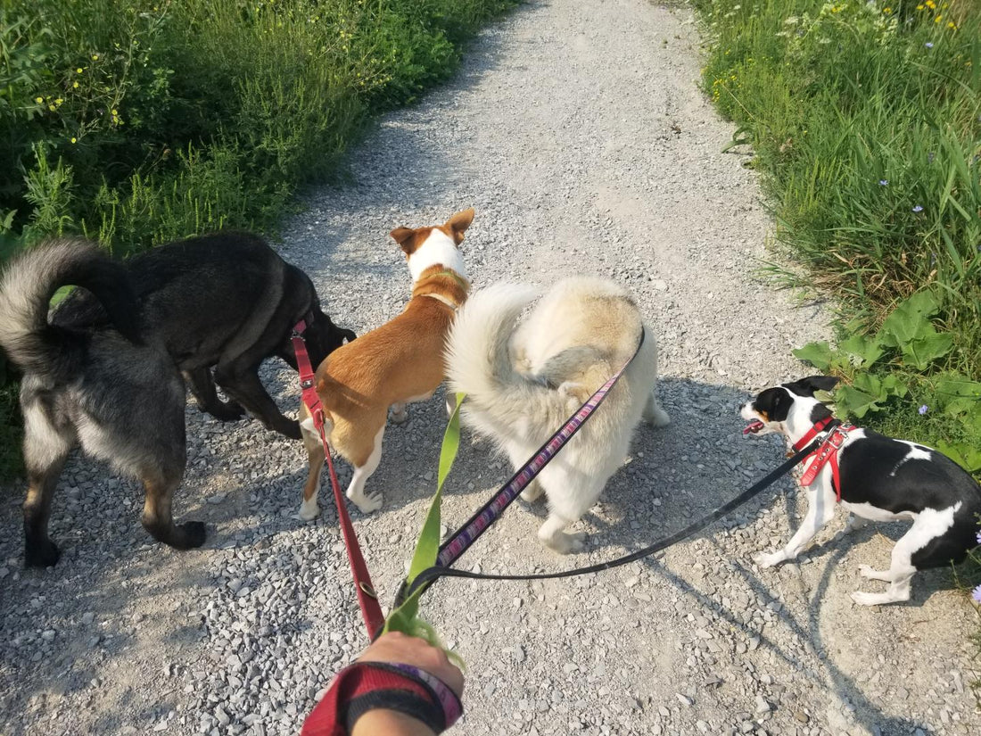 The Pawsitive Power of Walking Your Dog: Why It Matters More Than You Think
