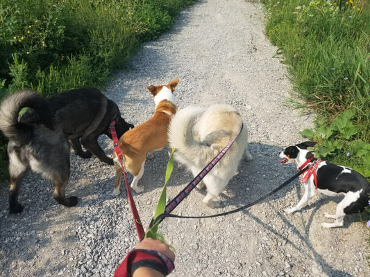 The Pawsitive Power of Walking Your Dog: Why It Matters More Than You Think