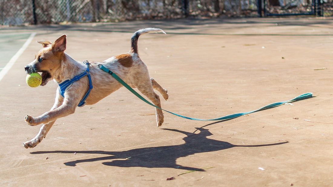The Great Debate: Long Leash vs Short Leash for Dogs