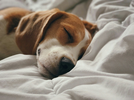 The Great Debate: Should Your Dog Sleep on the Couch or Bed?