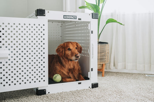 Mastering Crate Training: A Guide for Dog Owners