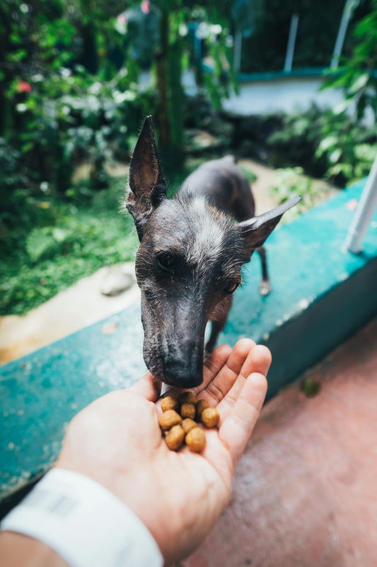 The Great Debate: Kibble vs. Raw Feeding for Your Dog