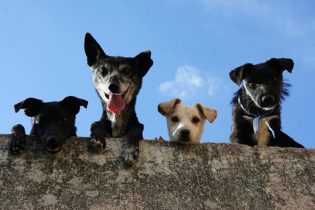 Puppies hanging out in parking lot.