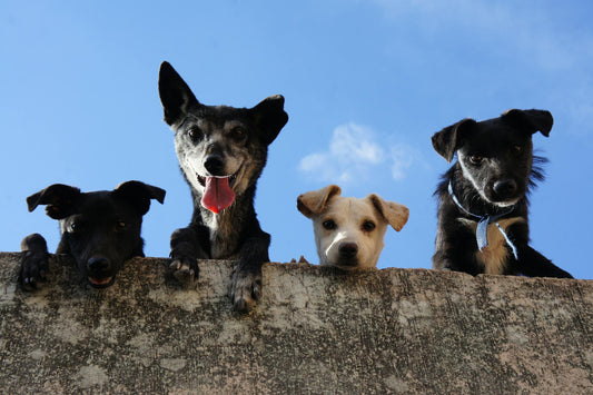Puppies hanging out in parking lot.