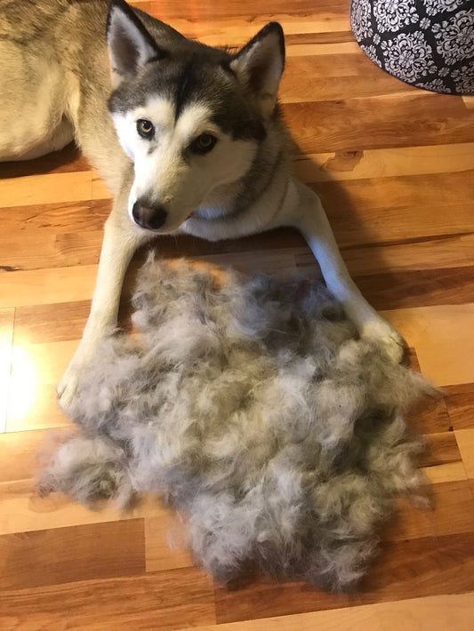 Embracing Dog Shedding Season: Tips and Tricks for Pet Owners